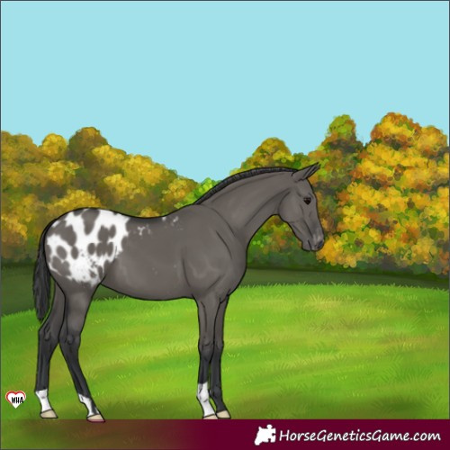 Horse Color:Grullo Appaloosa 