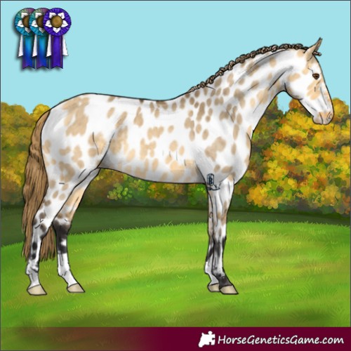 Horse Color:Buckskin Dun Appaloosa Brindle