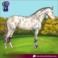 Horse Color:Buckskin Dun Appaloosa Brindle