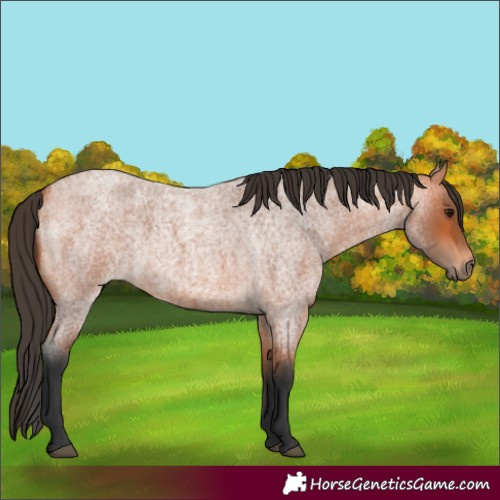 Horse Color:Bay Roan 