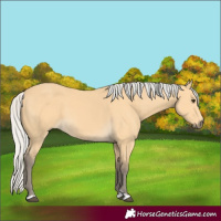 Horse Color:Silver Buckskin 
