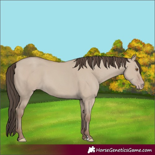 Horse Color:Classic Champagne Dun 