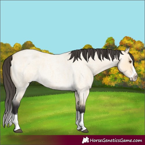 Horse Color:Buckskin Roan Dun Splash Frame
