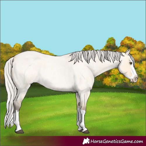 Horse Color:Silver Buckskin Roan Dun Splash 