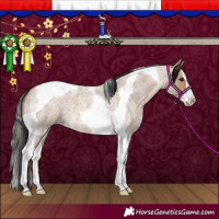 Horse Color:Bay Roan Dun Splash Tobiano 