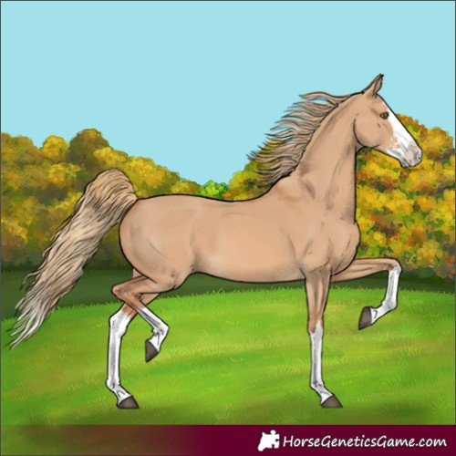 Horse Color:Red Dun Sabino Splash 