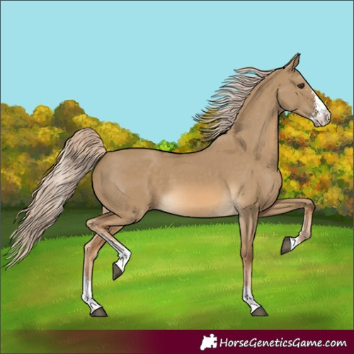 Horse Color:Chocolate Palomino Dun Sabino 