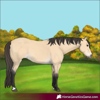 Horse Color:Buckskin 