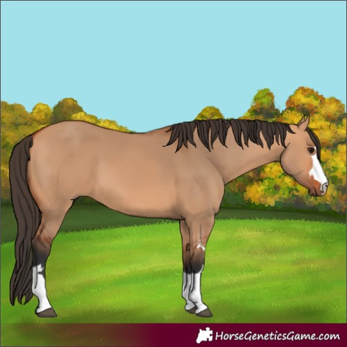 Horse Color:Bay Dun 