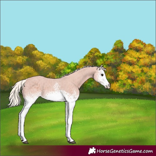 Horse Color:White Spotted Silver Black 
