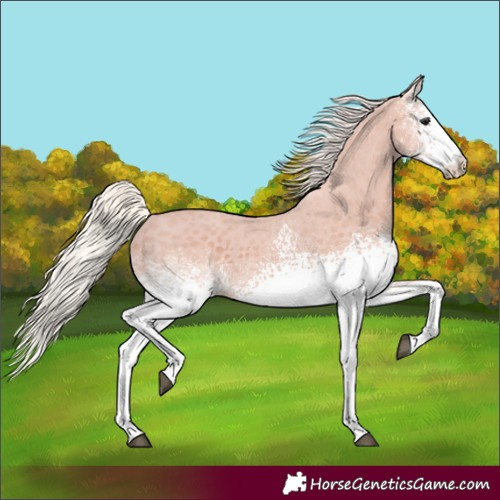Horse Color:White Spotted Silver Black