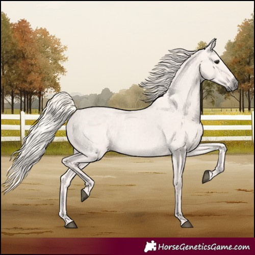 Horse Color:Silver Grullo 