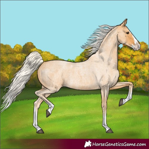 Horse Color:Silver Buckskin Roan Splash