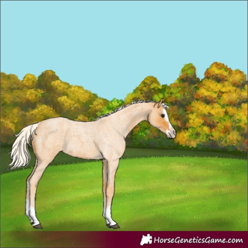 Horse Color:Silver Buckskin Roan Splash 