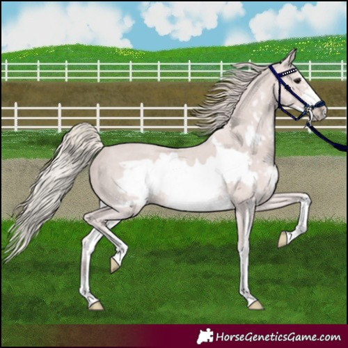 Horse Color:Silver Black Sabino Frame