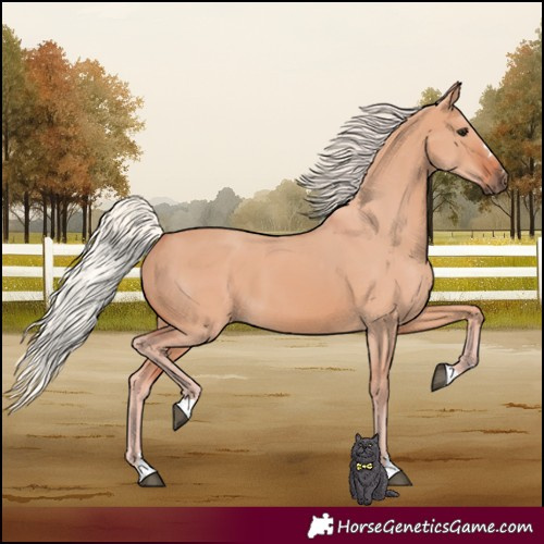 Horse Color:Silver Brown Dun 