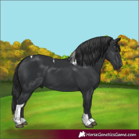 Horse Color:Unknown 