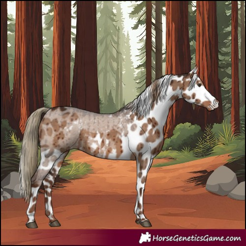 Horse Color:Liver Red Dun Skewed Appaloosa Brindle 