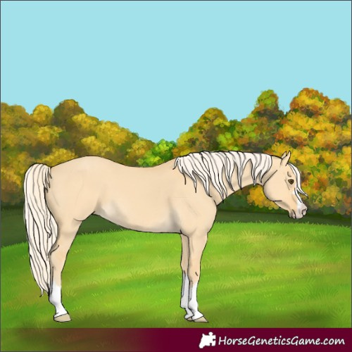 Horse Color:Palomino Dun 