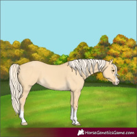 Horse Color:Palomino Dun 