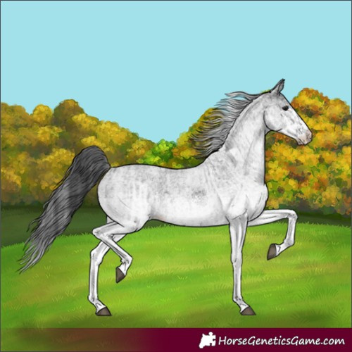 Horse Color:White Spotted Blue Roan Rabicano  and White Spotted Black Rabicano 