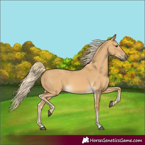 Horse Color:Palomino Dun 