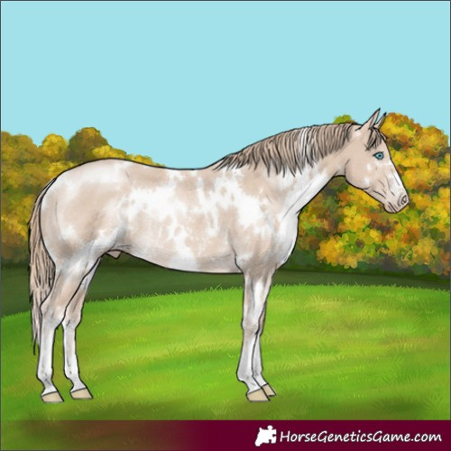 Horse Color:White Spotted Smoky Creme Rabicano 