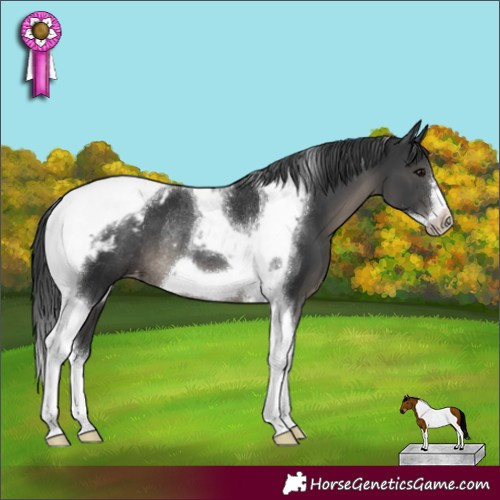 Horse Color:Black Tobiano Frame Appaloosa Rabicano