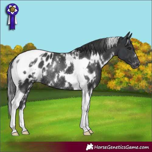 Horse Color:White Spotted Black Tobiano Appaloosa Rabicano 