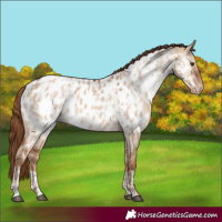 Horse Color:Red Dun Appaloosa  and Red Dun Appaloosa 