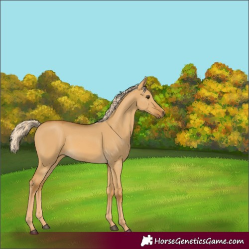 Horse Color:Palomino Dun 