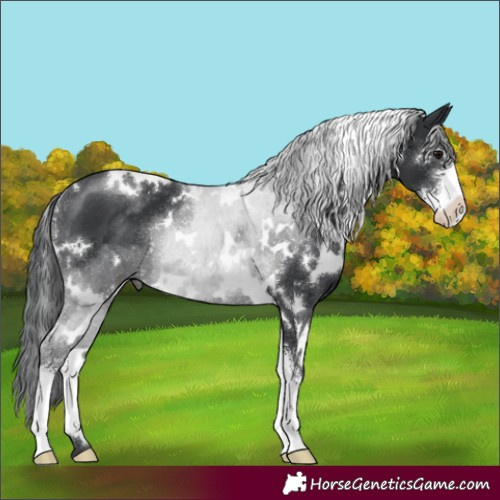 Horse Color:White Spotted Black Sabino Rabicano
