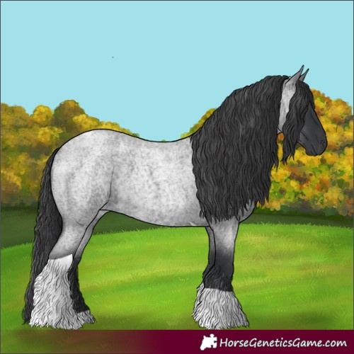 Horse Color:Blue Roan Tobiano 