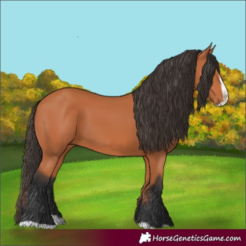 Horse Color:Bay Splash 
