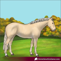 Horse Color:Palomino Dun
