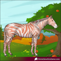 Horse Color:Palomino Dun Frame 