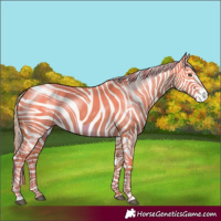 Horse Color:Palomino Dun Frame 