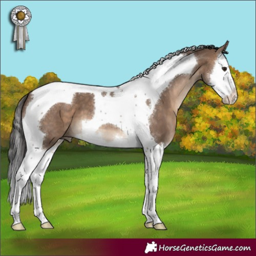 Horse Color:Brown Dun Splash Tobiano 