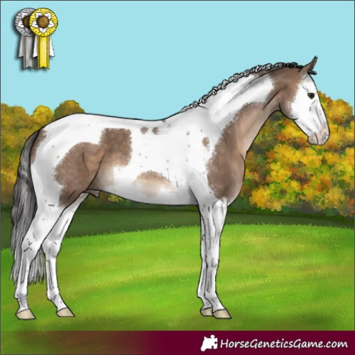 Horse Color:Brown Dun Splash Tobiano 