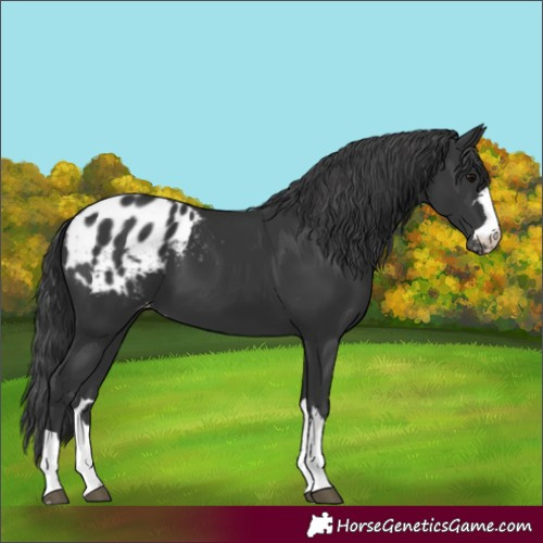 Horse Color:Black Appaloosa