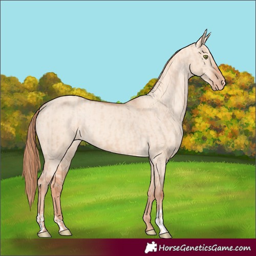 Horse Color:Gold Champagne Dun Appaloosa  and Gold Champagne Dun Appaloosa 