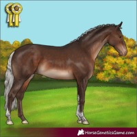 Horse Color:Silver Brown Tobiano Appaloosa