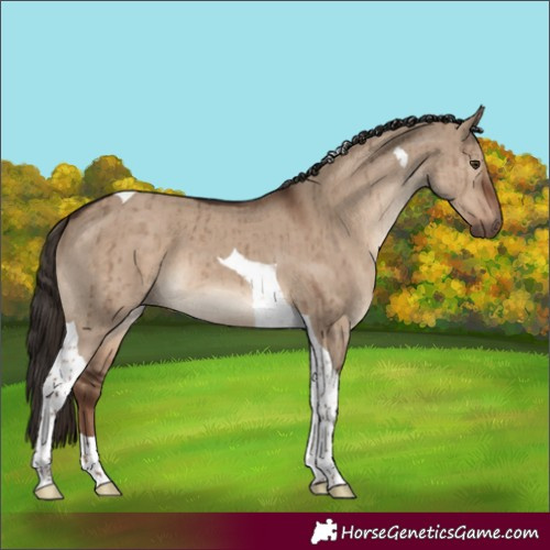 Horse Color:Liver Red Dun Tobiano Brindle 