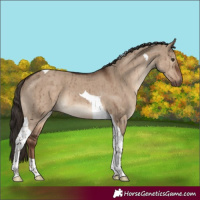 Horse Color:Liver Red Dun Tobiano Brindle