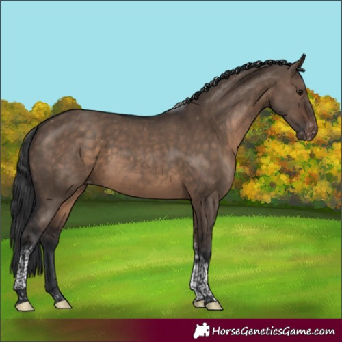 Horse Color:Brown Dun Tobiano Appaloosa 