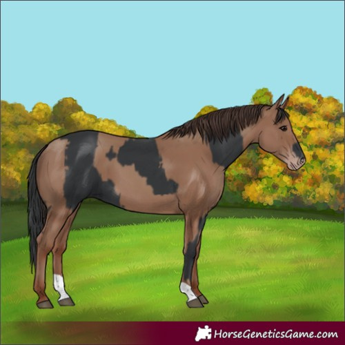 Horse Color:Black  and Classic Champagne 