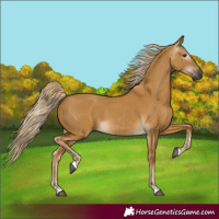 Horse Color:Gray Palomino Dun