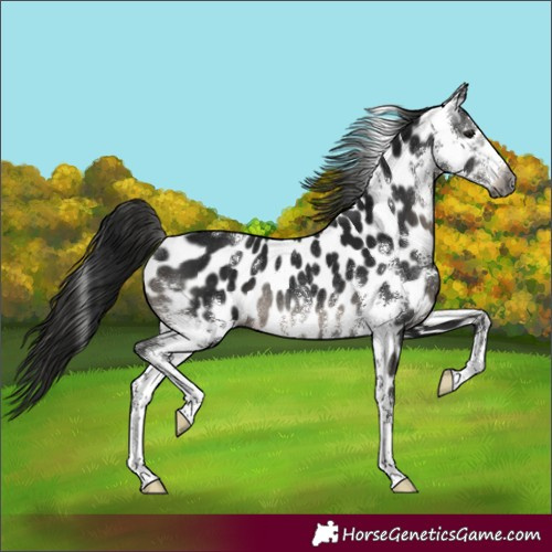 Horse Color:Gray Black Sabino Appaloosa Rabicano