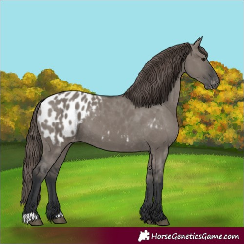 Horse Color:Grullo Appaloosa 
