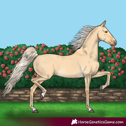 Horse Color:Palomino Dun 